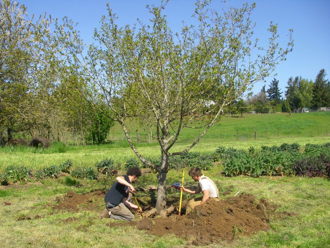 Early May Update - Dancing Roots FarmDancing Roots Farm