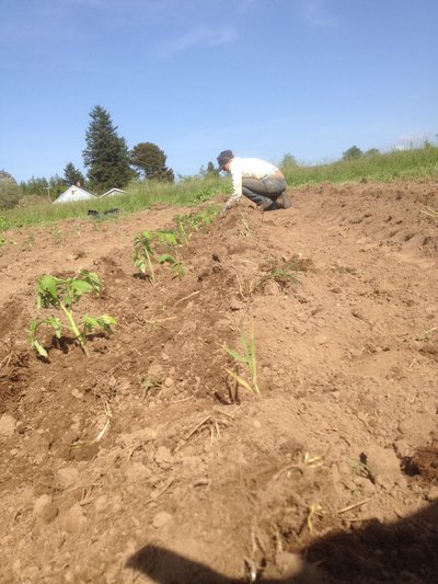 Jess puts tomatoes  in the ground on a lovely blue-sky May day